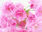 *** Pink roses ***