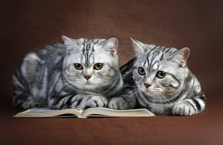 *** Reading cats *** - animal, cat, animals, cats