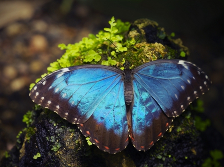 morpho - beautiful, morpho, butterfly, color