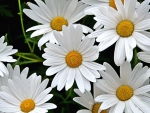 *** Daisy ***