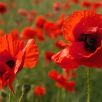 *** Poppy flowers ***