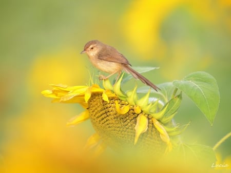 *** Bird on sunflower *** - animal, animals, bird, birds, sunflower