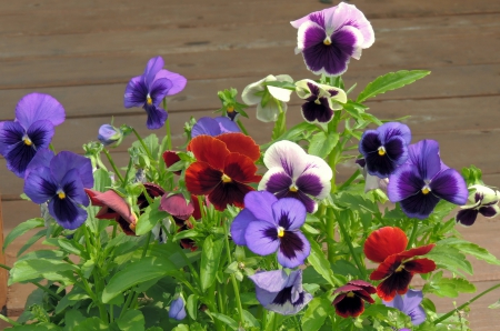 *** Pansies *** - flowers, flower, nature, pansies