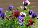 *** Pansies ***