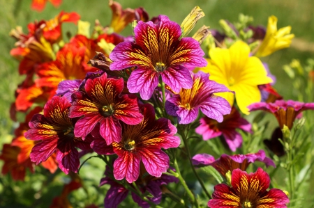 *** Colorful flowers *** - flowers, colorful, flower, nature