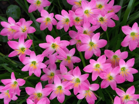 *** Pink flowers - ZEFIRANTES *** - flowers, flower, pink, nature