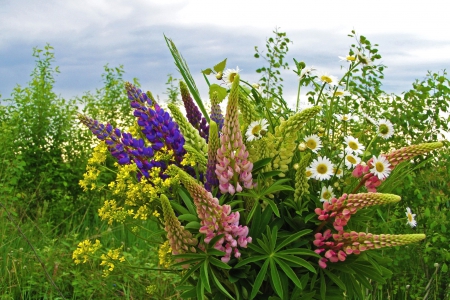 *** Wildflowers *** - flowers, flower, wild, nature