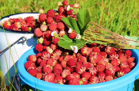 *** Forest Strawberries *** - forest, berries, food, nature, strawberries