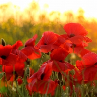 *** Poppy flowers ***