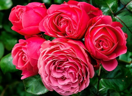 *** Pink roses *** - flower, roses, pink, flowers, nature