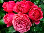 *** Pink roses ***