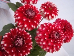 *** Dahlias ***