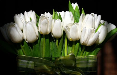 *** White tulips *** - white, flower, tulips, flowers, nature