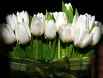 *** White tulips ***