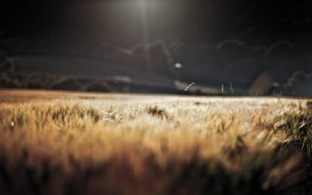 Field - field, nature, sun, grass