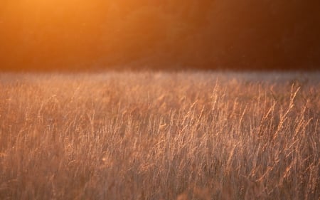 Field - field, nature, sun, grass