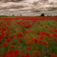 Poppy Fields