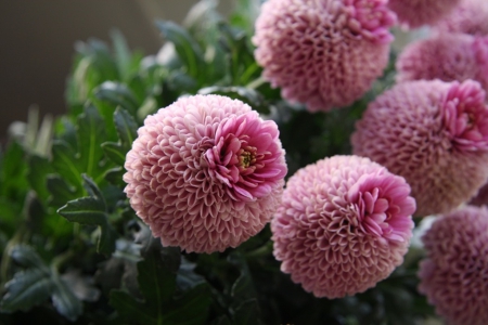 pink flowers - flowers, pink, nature, beauty