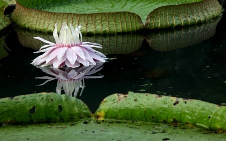 Lotus - lotus, lake, flower, nature