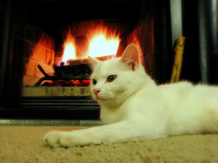 cat at the fireplace