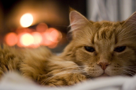 cat by the fireplace - cats, interior, fireplace, animals