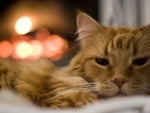 cat by the fireplace