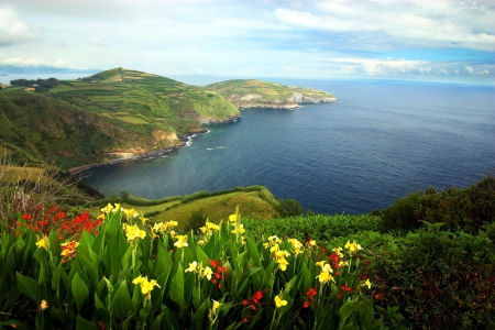 Acores, Portugal - blossoms, landscape, islands, sea, atlantic