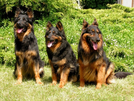 Powerful Trio - watchdog, shepherds, german, domestic