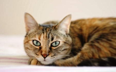 Cat - pretty, cat face, sleepy, paws, kitten, cats, face, sleeping, hat, beautiful, beauty, lovely, sweet, cat, cute, animals, kitty