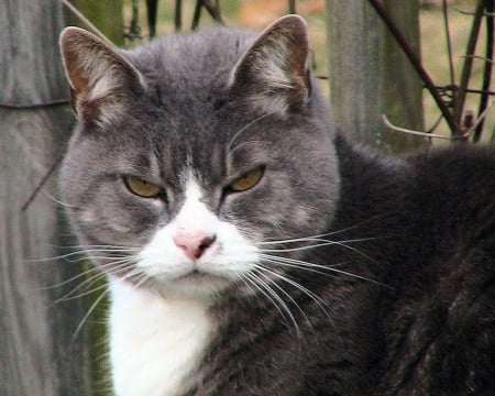 Cat - pretty, cat face, sleepy, paws, kitten, cats, face, sleeping, hat, beautiful, beauty, lovely, sweet, cat, cute, animals, kitty