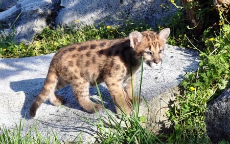 Leopard - pretty, cat face, sleepy, paws, kitten, cats, face, sleeping, hat, beautiful, beauty, lovely, sweet, cat, cute, animals, kitty