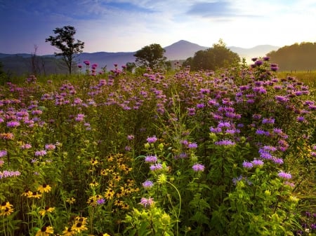 Mountain flowers - summer, carpet, delicate, meadow, beautiful, flowers, wildflowers, grass, sky, freshness, nice, lovely, field, nature, mountain