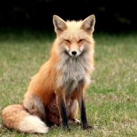 FOX