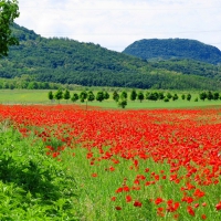 Poppy field