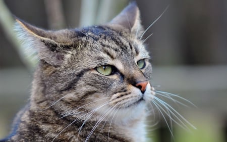 Cat - sleepy, cute, beautiful, cat, sleeping, kitty, cats, hat, cat face, paws, face, animals, pretty, beauty, sweet, kitten, lovely