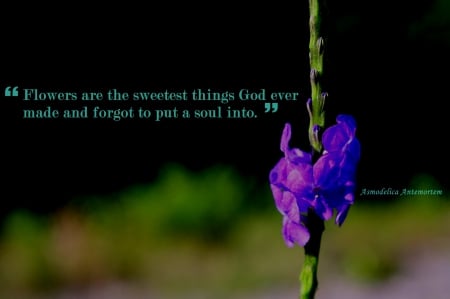 Unknown Beauty - flower, flowers, violet, photography, nature, blue, qoutes