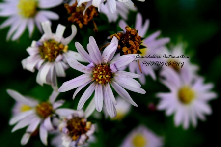 Unknown Beauty ii - nature, photography, beauty, violet, flower