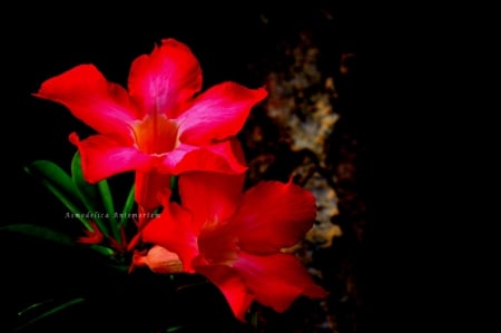 Unknown Beauty iii - flower, pink, beauty, flowers, nature, colorful