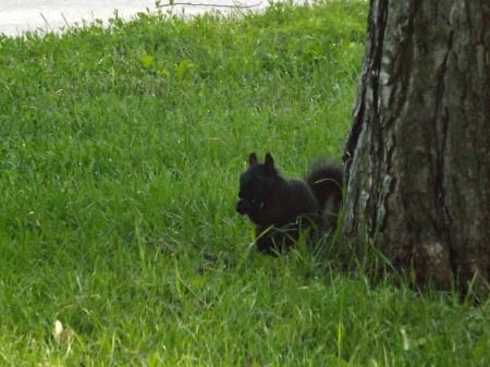 eating some nuts - bark, squirrles, green, tree, black