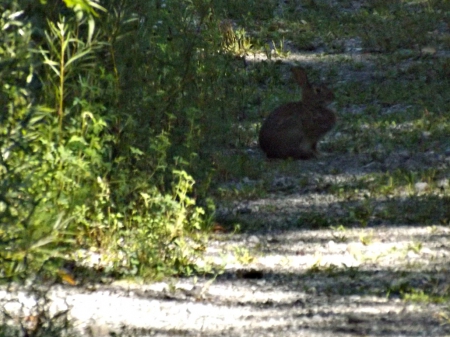 sitting still - pathways, rabbits, foilage, bunnies