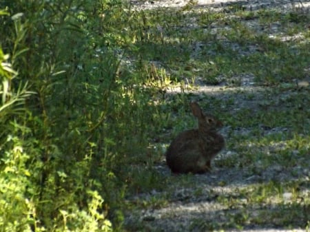 a Bunnie for ellen - pathway, rabbit, foilage, bunnie, green