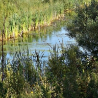 swamp lake