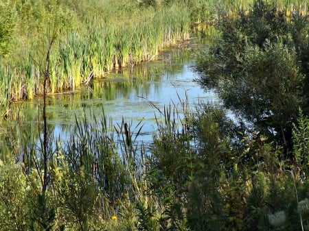 swamp lake - lakes, water, green, foilage