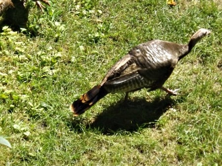 wild turkey - green, feathers, turkey, birds