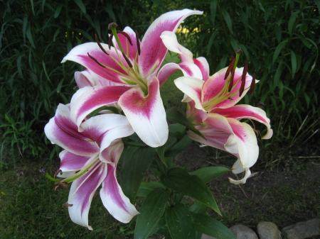 White and pink lilys - white, pink, summer, lilys, colors, garden