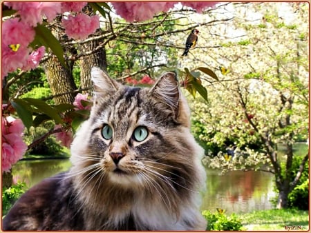 cute cat,spring - nature, cat, spring, springflowers