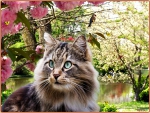 cute cat,spring