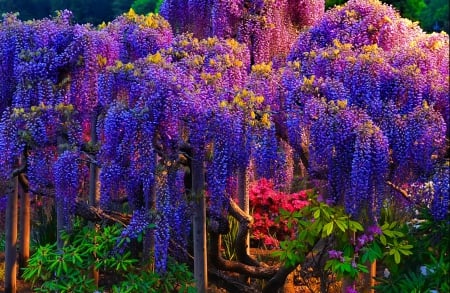 Wisteria trees - nice, beauty, trees, colorful, park, summer, lovely, ebautiful, wisteria, walk, beautiful, rest, garden, relax