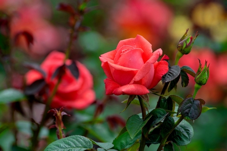 Roses in garden - nice, beauty, fragrance, roses, pretty, petals, single, scent, garden, park, summer, lovely, nature, pink, red, beautiful, leaves