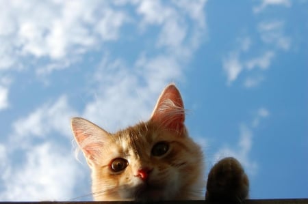 Peek-A-Boo - pretty, kawaii, closeup, animal, kitten, nice, sky, beautiful, beauty, lovely, sweet, cat, close, cloud, cute, adorable, close up, kitty